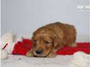 Goldendoodle Puppy for sale in Lexington, KY, USA