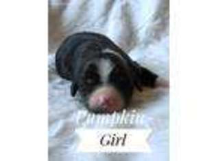 Mutt Puppy for sale in Windsor, IL, USA