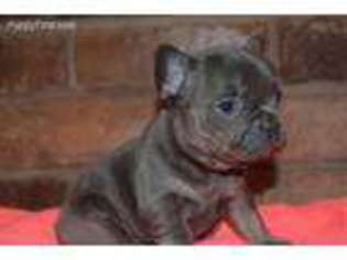 French Bulldog Puppy for sale in Erie, PA, USA