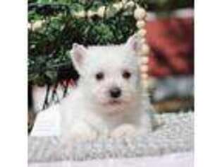 West Highland White Terrier Puppy for sale in Syracuse, IN, USA