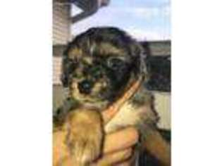 Mutt Puppy for sale in Steward, IL, USA
