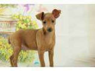 Miniature Pinscher Puppy for sale in HICKORY, NC, USA