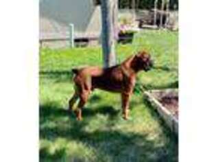 Boxer Puppy for sale in Moses Lake, WA, USA