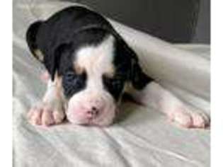 Olde English Bulldogge Puppy for sale in Brooklyn, NY, USA