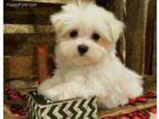 Maltese Puppy for sale in Center Ridge, AR, USA