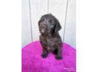 Labradoodle Puppy for sale in Beach City, OH, USA