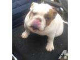Bulldog Puppy for sale in ORONOGO, MO, USA