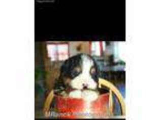 Bernese Mountain Dog Puppy for sale in Mifflin, PA, USA