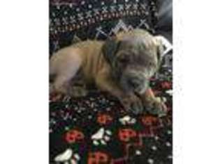 Cane Corso Puppy for sale in Rootstown, OH, USA