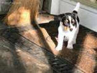 Jack Russell Terrier Puppy for sale in Arvonia, VA, USA