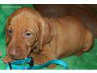 Vizsla Puppy for sale in Ganado, TX, USA