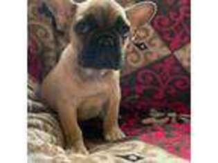 French Bulldog Puppy for sale in Mc Farland, CA, USA