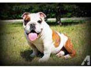 Bulldog Puppy for sale in GREAT FALLS, MT, USA