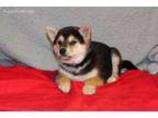 Shiba Inu Puppy for sale in Chillicothe, MO, USA
