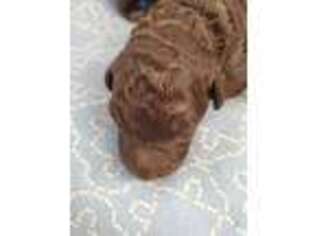 Labradoodle Puppy for sale in Jay, ME, USA