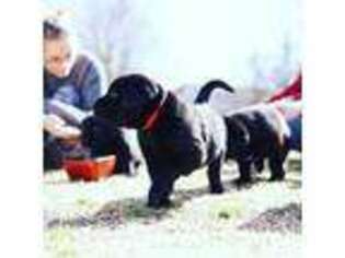 Labrador Retriever Puppy for sale in Lillington, NC, USA