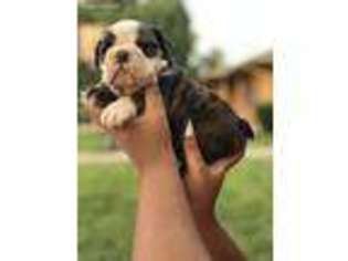 Bulldog Puppy for sale in Garland, TX, USA