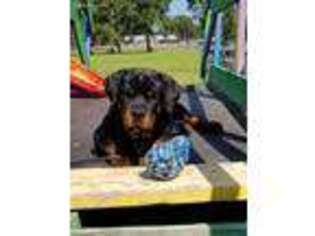 Rottweiler Puppy for sale in Poplarville, MS, USA