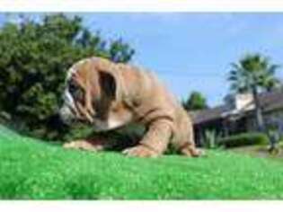 Bulldog Puppy for sale in Deltona, FL, USA