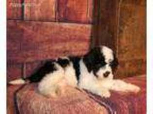 Mutt Puppy for sale in Somerset, PA, USA