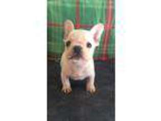 French Bulldog Puppy for sale in Simms, TX, USA