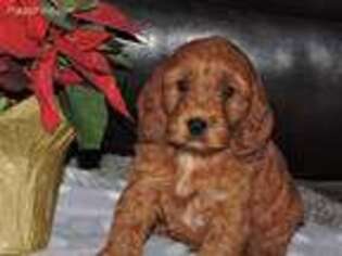 Cock-A-Poo Puppy for sale in Pounding Mill, VA, USA