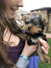Yorkshire Terrier Puppy for sale in Ames, IA, USA
