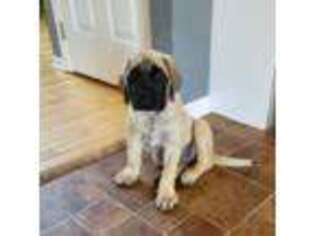 Mastiff Puppy for sale in North Lawrence, OH, USA