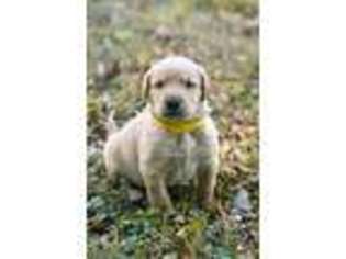 Labradoodle Puppy for sale in Fayetteville, AR, USA