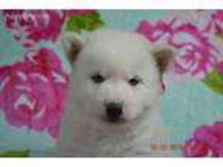 Siberian Husky Puppy for sale in Lunenburg, VT, USA