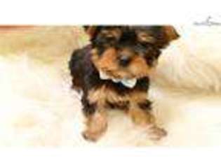 Yorkshire Terrier Puppy for sale in San Diego, CA, USA