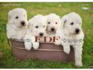 Great Pyrenees Puppy for sale in Bowling Green, OH, USA