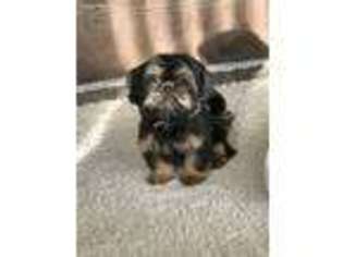 Mutt Puppy for sale in Oak Grove, KY, USA