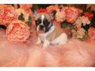 French Bulldog Puppy for sale in Sparta, KY, USA