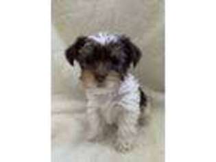Yorkshire Terrier Puppy for sale in Alto, MI, USA