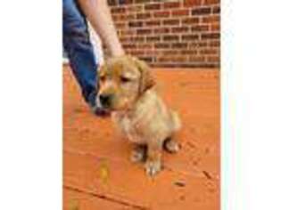 Labrador Retriever Puppy for sale in Niota, TN, USA