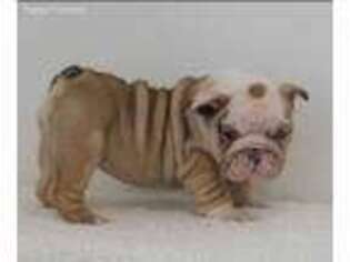 Bulldog Puppy for sale in Shelby, OH, USA