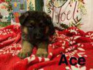German Shepherd Dog Puppy for sale in Brookville, OH, USA