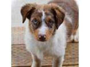 Australian Shepherd Puppy for sale in Prineville, OR, USA