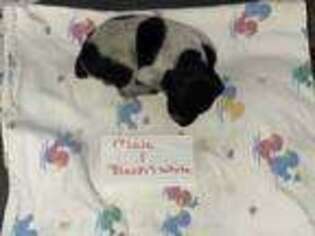 German Shorthaired Pointer Puppy for sale in Altmar, NY, USA