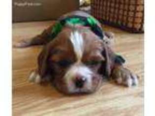 Cavalier King Charles Spaniel Puppy for sale in Bedford, IN, USA
