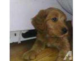 Goldendoodle Puppy for sale in BROWNS SUMMIT, NC, USA