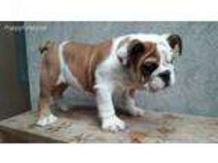 Bulldog Puppy for sale in Laredo, TX, USA