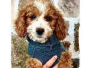 Goldendoodle Puppy for sale in Saint George, UT, USA