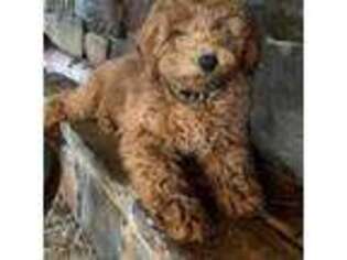 Mutt Puppy for sale in Bigfork, MT, USA