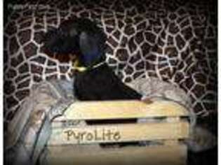 Great Dane Puppy for sale in Soap Lake, WA, USA