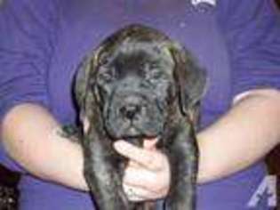 Cane Corso Puppy for sale in CINCINNATI, OH, USA