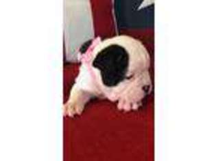 Olde English Bulldogge Puppy for sale in Cleburne, TX, USA