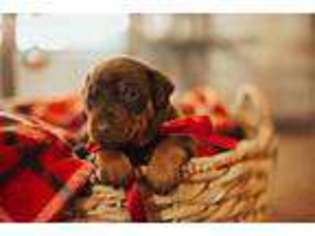 Doberman Pinscher Puppy for sale in Portales, NM, USA