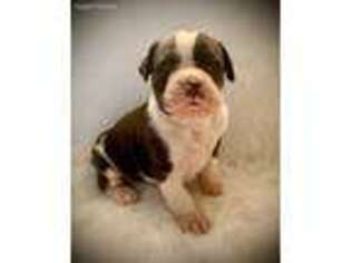 Boxer Puppy for sale in Mount Ulla, NC, USA